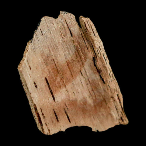 0.9" Raptor Theropod Fossil Bone Cretaceous Dinosaur Judith River FM MT COA Display - Fossil Age Minerals