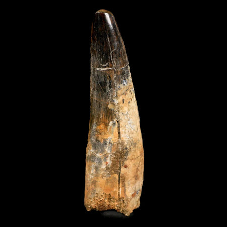 XL 3.4" Spinosaurus Fossil Tooth 100 Mil Yrs Old Cretaceous Dinosaur COA & Stand