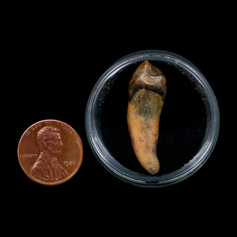 1.3" Extinct Cave Bear Ursus Spelaeus Incisor Tooth Rooted Pleistocene Age COA, Display - Fossil Age Minerals