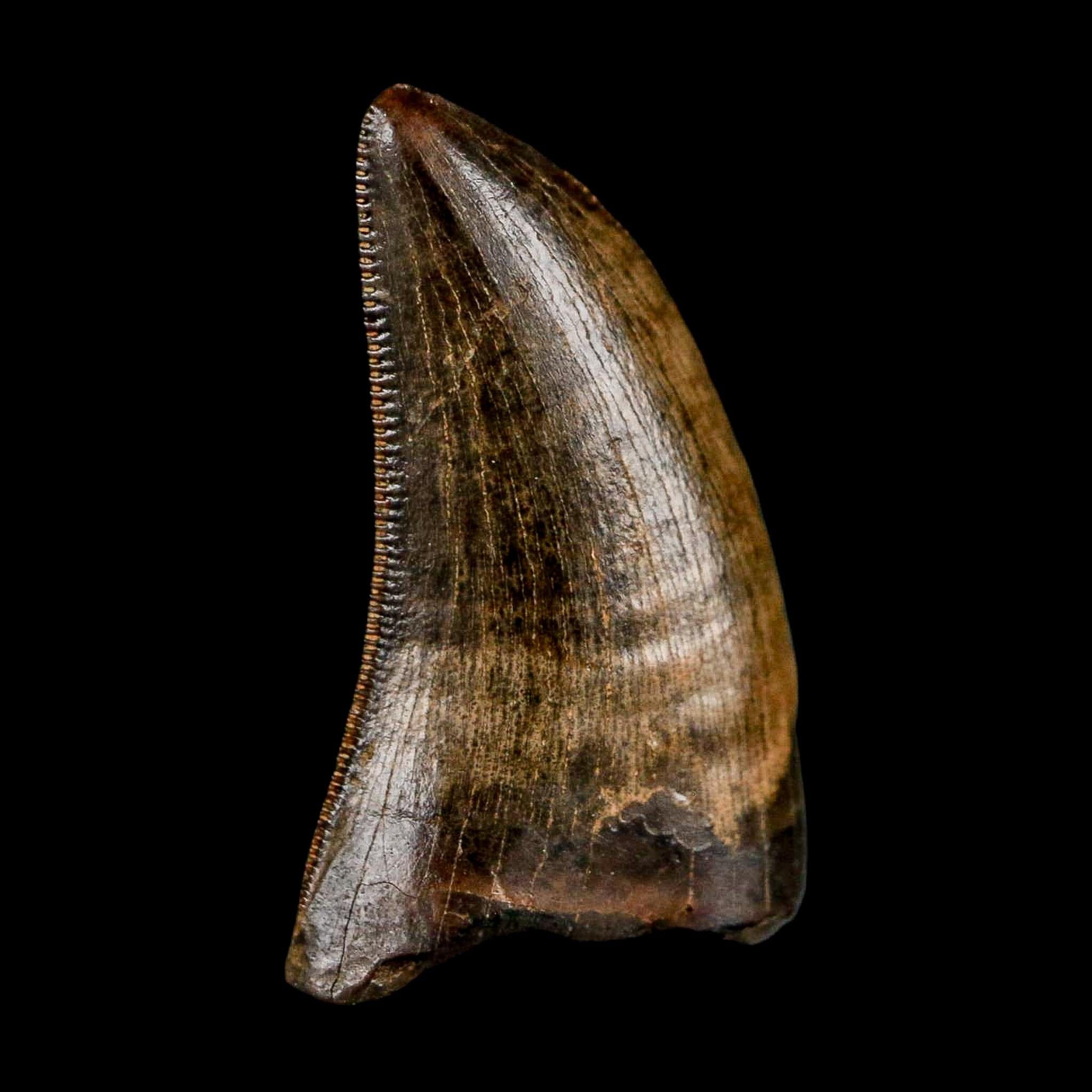0.8" Nanotyrannus Tyrannosaurus Fossil Tooth Rooted Dinosaur Hell Creek MT COA - Fossil Age Minerals
