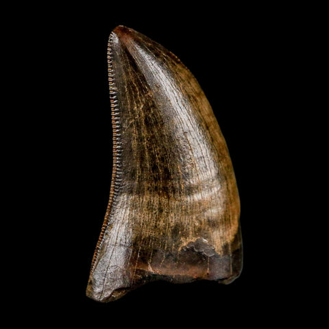 0.8" Nanotyrannus Tyrannosaurus Fossil Tooth Rooted Dinosaur Hell Creek MT COA - Fossil Age Minerals