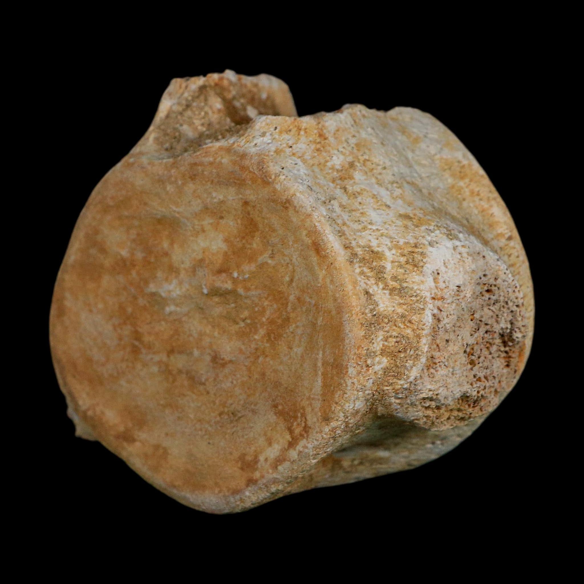 3.4" Plesiosaurus Fossil Vertebrae Cretaceous Dinosaur Era Morocco Zarafasaura COA