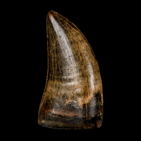 0.8" Nanotyrannus Tyrannosaurus Fossil Tooth Rooted Dinosaur Hell Creek MT COA - Fossil Age Minerals