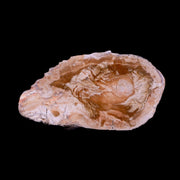 3.2" Fossilized Polished Petrified Wood Branch Madagascar 66-225 Million Yrs Old