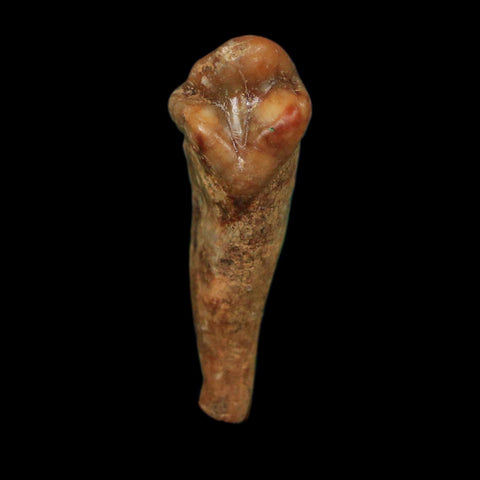 1.2" Extinct Cave Bear Ursus Spelaeus Incisor Tooth Rooted Pleistocene Age COA, Display - Fossil Age Minerals