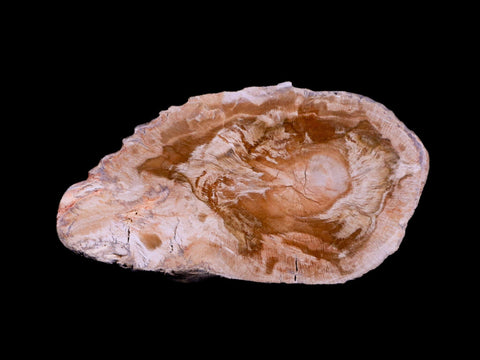 3.2" Fossilized Polished Petrified Wood Branch Madagascar 66-225 Million Yrs Old - Fossil Age Minerals