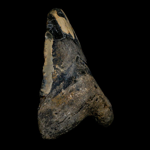 XL 5.1" Quality Megalodon Shark Tooth Serrated Fossil Natural Miocene Age COA