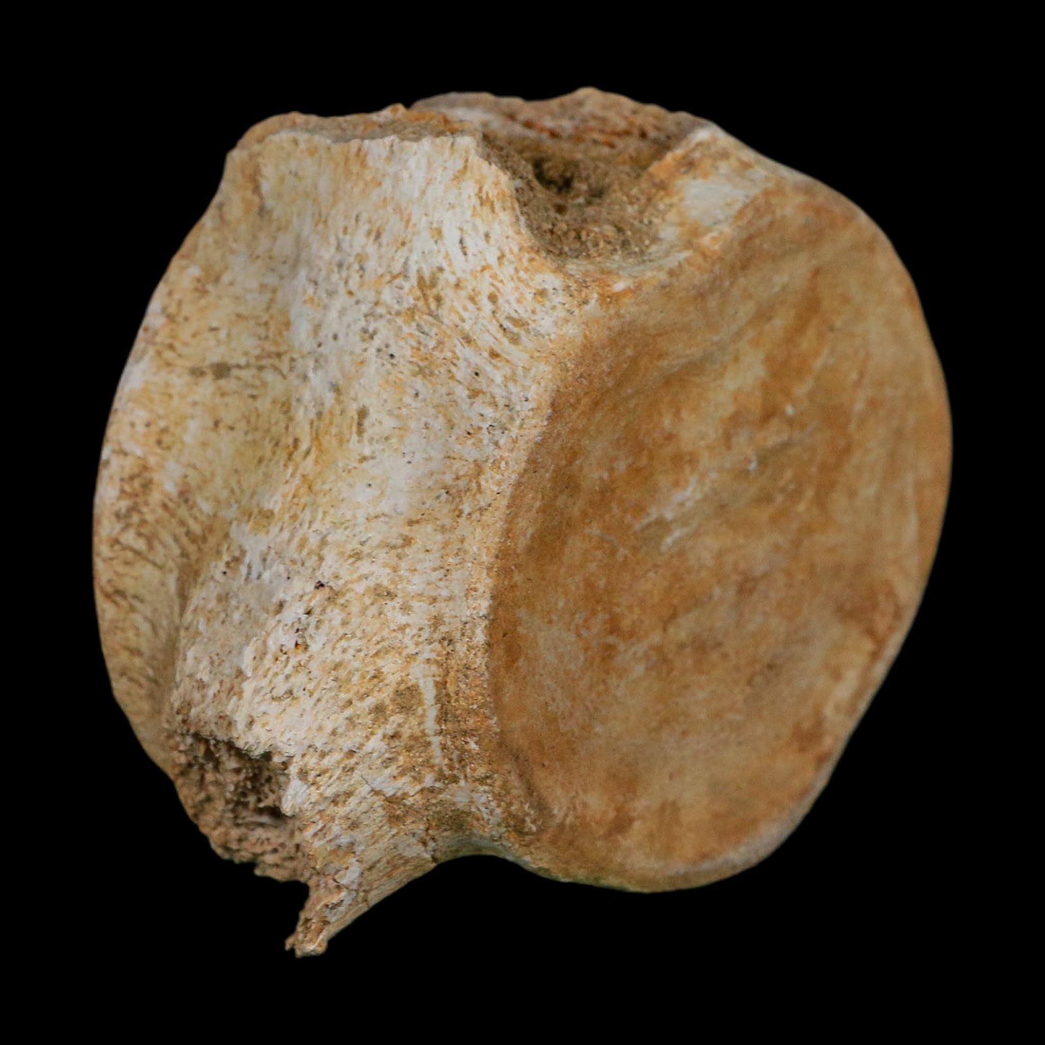 3.4" Plesiosaurus Fossil Vertebrae Cretaceous Dinosaur Era Morocco Zarafasaura COA