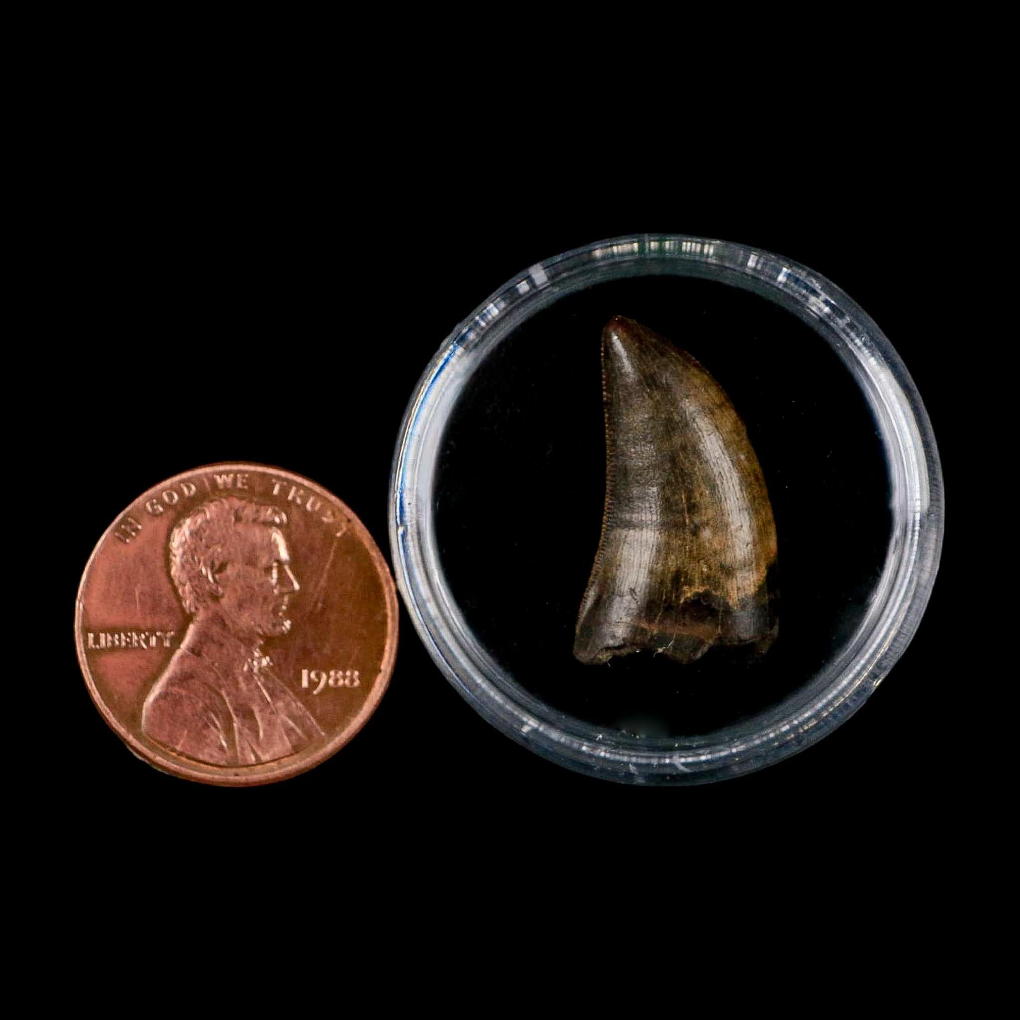 0.8" Nanotyrannus Tyrannosaurus Fossil Tooth Rooted Dinosaur Hell Creek MT COA - Fossil Age Minerals