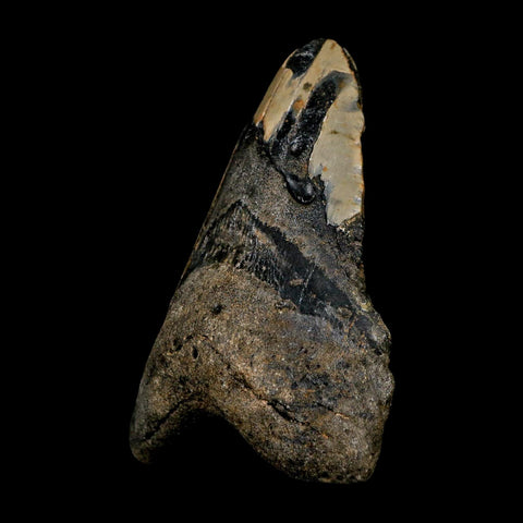 XL 5.1" Quality Megalodon Shark Tooth Serrated Fossil Natural Miocene Age COA