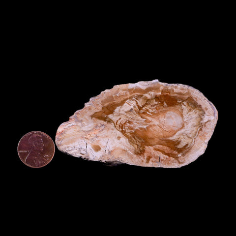 3.2" Fossilized Polished Petrified Wood Branch Madagascar 66-225 Million Yrs Old - Fossil Age Minerals