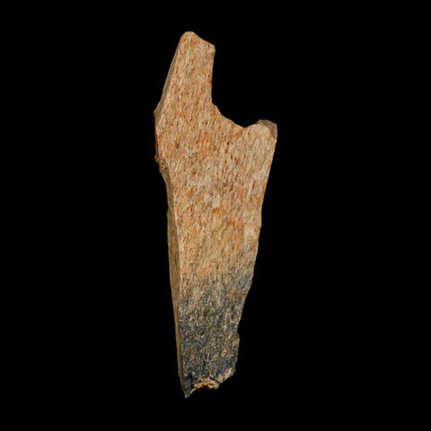 1.4" Raptor Theropod Fossil Bone Cretaceous Dinosaur Judith River FM MT COA Display - Fossil Age Minerals