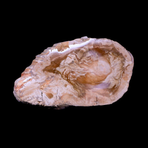 3.2" Fossilized Polished Petrified Wood Branch Madagascar 66-225 Million Yrs Old - Fossil Age Minerals