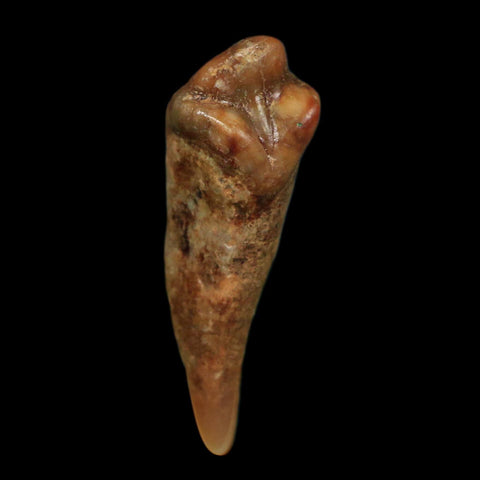 1.2" Extinct Cave Bear Ursus Spelaeus Incisor Tooth Rooted Pleistocene Age COA, Display - Fossil Age Minerals