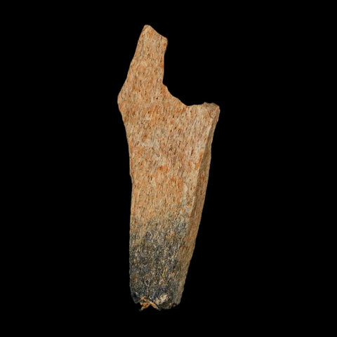 1.4" Raptor Theropod Fossil Bone Cretaceous Dinosaur Judith River FM MT COA Display - Fossil Age Minerals