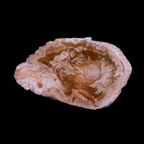 3.2" Fossilized Polished Petrified Wood Branch Madagascar 66-225 Million Yrs Old - Fossil Age Minerals