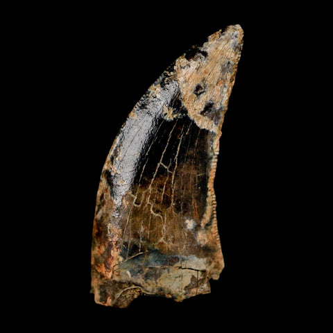 0.9" Nanotyrannus Tyrannosaurus Fossil Tooth Rooted Dinosaur Hell Creek MT COA - Fossil Age Minerals