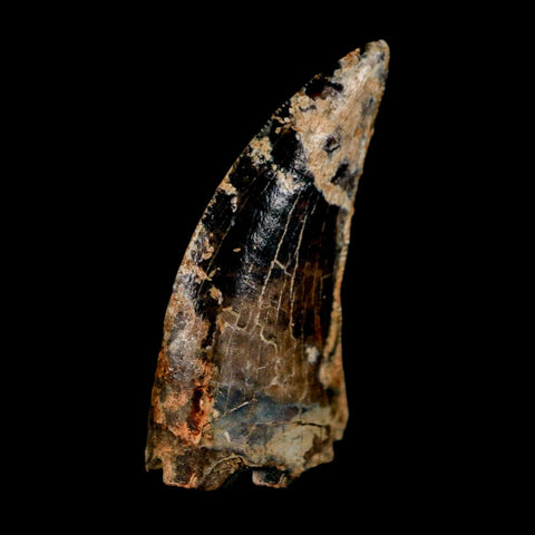 0.9" Nanotyrannus Tyrannosaurus Fossil Tooth Rooted Dinosaur Hell Creek MT COA - Fossil Age Minerals