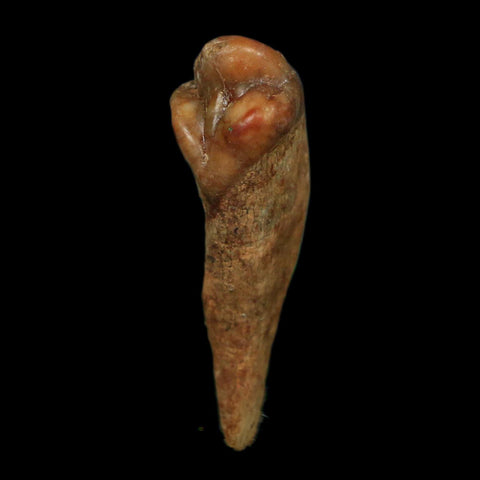 1.2" Extinct Cave Bear Ursus Spelaeus Incisor Tooth Rooted Pleistocene Age COA, Display - Fossil Age Minerals