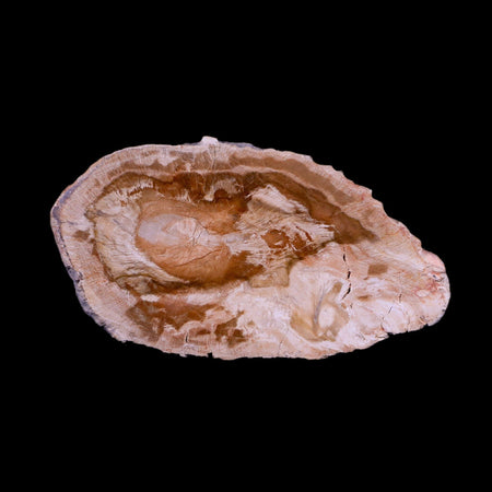 3.2" Fossilized Polished Petrified Wood Branch Madagascar 66-225 Million Yrs Old