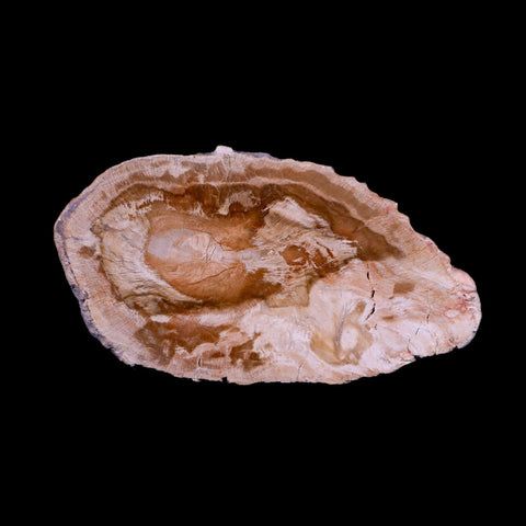 3.2" Fossilized Polished Petrified Wood Branch Madagascar 66-225 Million Yrs Old - Fossil Age Minerals