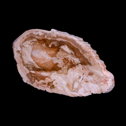 3.2" Fossilized Polished Petrified Wood Branch Madagascar 66-225 Million Yrs Old - Fossil Age Minerals