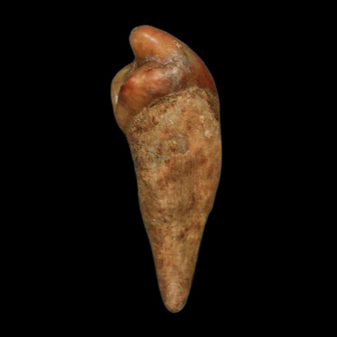 1.2" Extinct Cave Bear Ursus Spelaeus Incisor Tooth Rooted Pleistocene Age COA, Display - Fossil Age Minerals