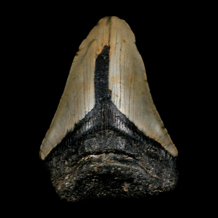 XL 4.2" Quality Megalodon Shark Tooth Serrated Fossil Natural Miocene Age COA