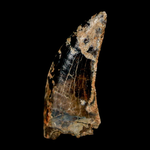 0.9" Nanotyrannus Tyrannosaurus Fossil Tooth Rooted Dinosaur Hell Creek MT COA - Fossil Age Minerals