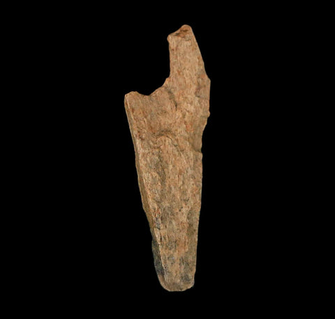 1.4" Raptor Theropod Fossil Bone Cretaceous Dinosaur Judith River FM MT COA Display - Fossil Age Minerals