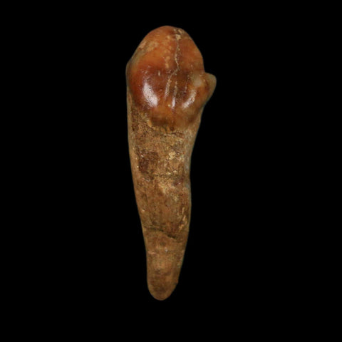 1.2" Extinct Cave Bear Ursus Spelaeus Incisor Tooth Rooted Pleistocene Age COA, Display - Fossil Age Minerals