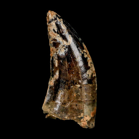 0.9" Nanotyrannus Tyrannosaurus Fossil Tooth Rooted Dinosaur Hell Creek MT COA - Fossil Age Minerals