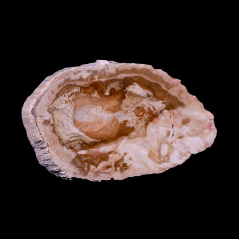 3.2" Fossilized Polished Petrified Wood Branch Madagascar 66-225 Million Yrs Old - Fossil Age Minerals