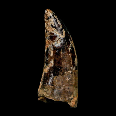 0.9" Nanotyrannus Tyrannosaurus Fossil Tooth Rooted Dinosaur Hell Creek MT COA - Fossil Age Minerals