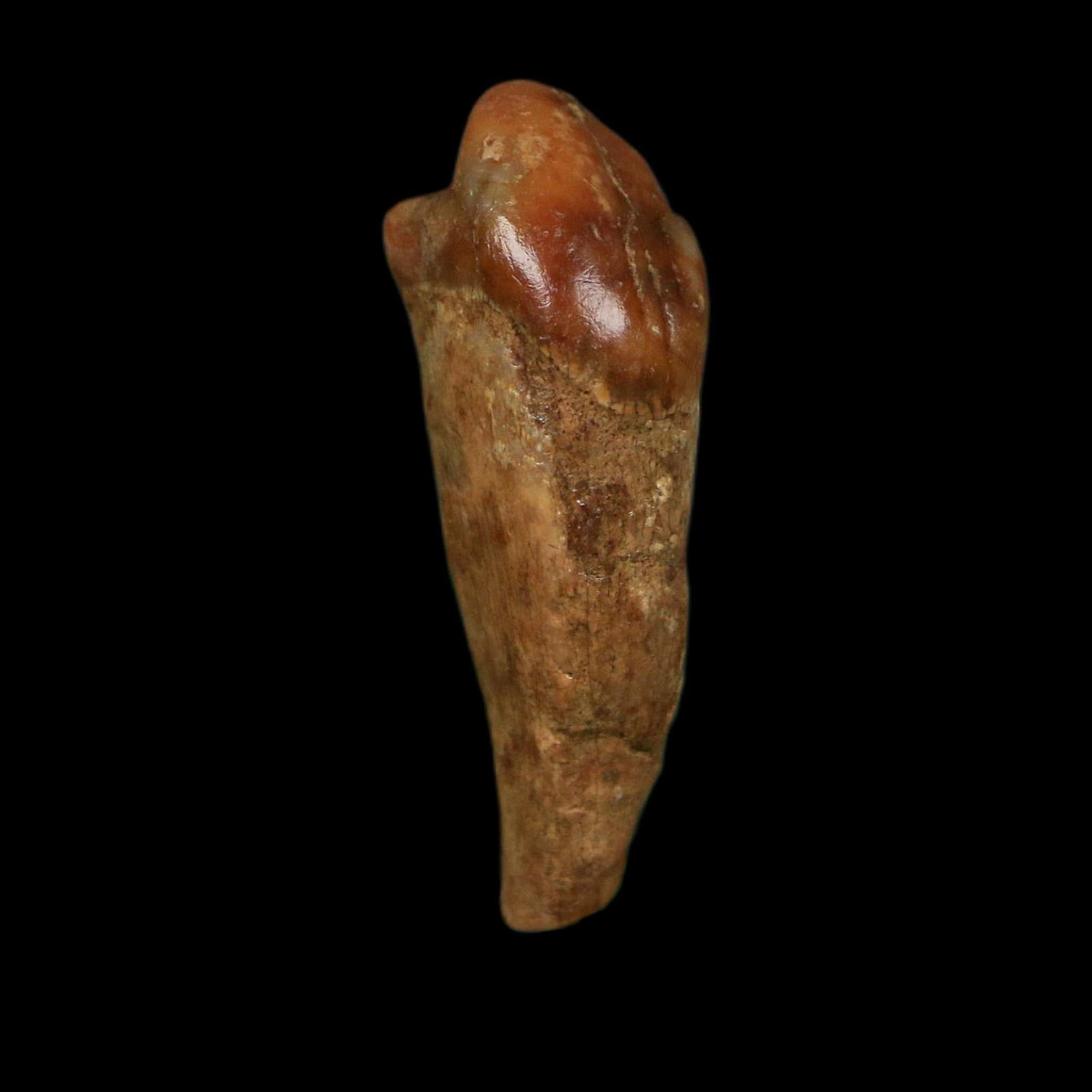 1.2" Extinct Cave Bear Ursus Spelaeus Incisor Tooth Rooted Pleistocene Age COA, Display - Fossil Age Minerals