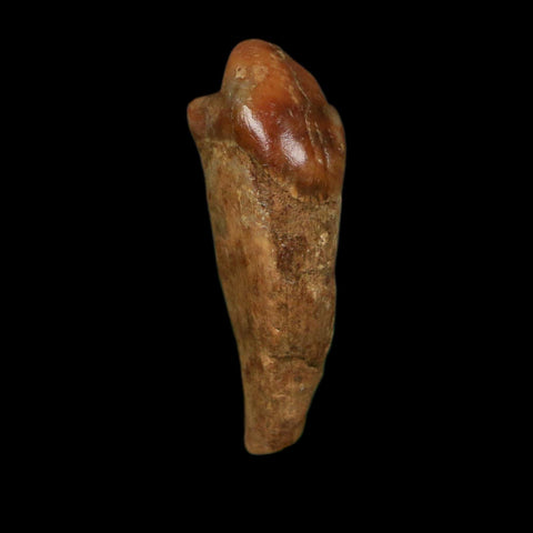 1.2" Extinct Cave Bear Ursus Spelaeus Incisor Tooth Rooted Pleistocene Age COA, Display - Fossil Age Minerals