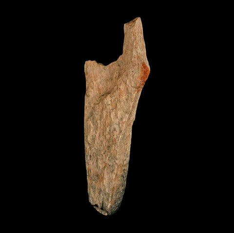 1.4" Raptor Theropod Fossil Bone Cretaceous Dinosaur Judith River FM MT COA Display - Fossil Age Minerals