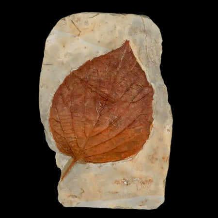 3.7" Beringiaphyllum Cupaniodes Fossil Plant Leaf Fort Union Glendive MT Paleocene Age