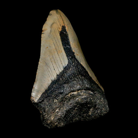 XL 4.2" Quality Megalodon Shark Tooth Serrated Fossil Natural Miocene Age COA