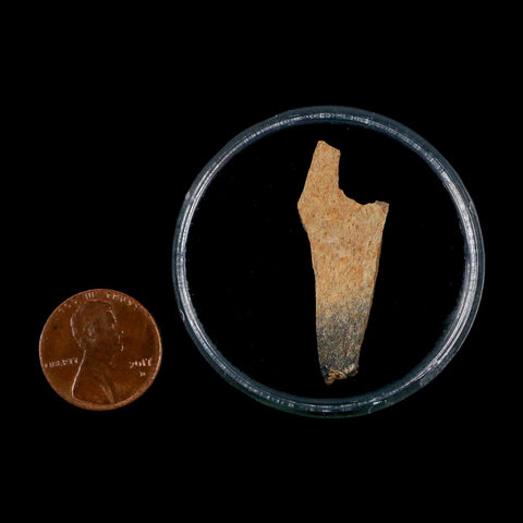 1.4" Raptor Theropod Fossil Bone Cretaceous Dinosaur Judith River FM MT COA Display - Fossil Age Minerals