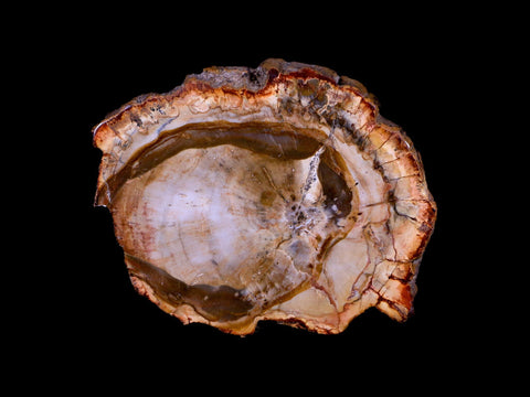 3" Fossilized Polished Petrified Wood Branch Madagascar 66-225 Million Yrs Old - Fossil Age Minerals