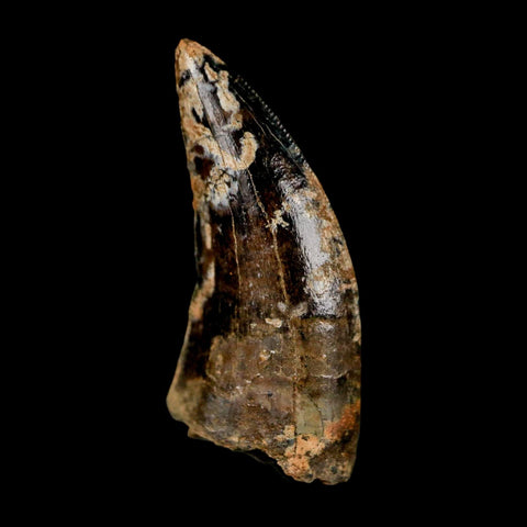0.9" Nanotyrannus Tyrannosaurus Fossil Tooth Rooted Dinosaur Hell Creek MT COA - Fossil Age Minerals