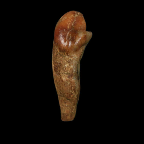 1.2" Extinct Cave Bear Ursus Spelaeus Incisor Tooth Rooted Pleistocene Age COA, Display - Fossil Age Minerals