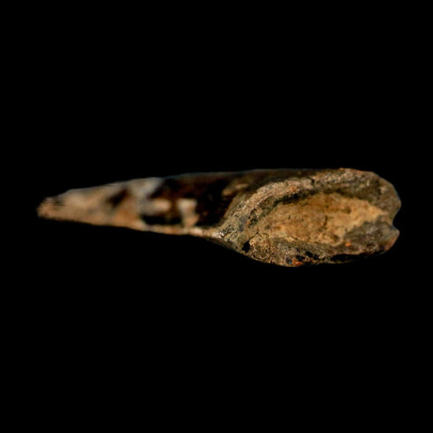 0.9" Nanotyrannus Tyrannosaurus Fossil Tooth Rooted Dinosaur Hell Creek MT COA - Fossil Age Minerals