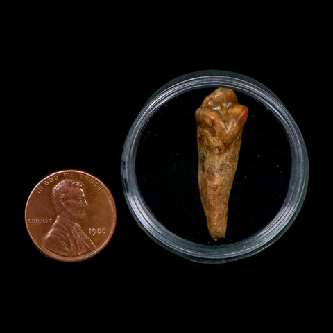 1.2" Extinct Cave Bear Ursus Spelaeus Incisor Tooth Rooted Pleistocene Age COA, Display - Fossil Age Minerals