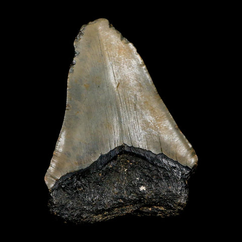 XL 4.2" Quality Megalodon Shark Tooth Serrated Fossil Natural Miocene Age COA