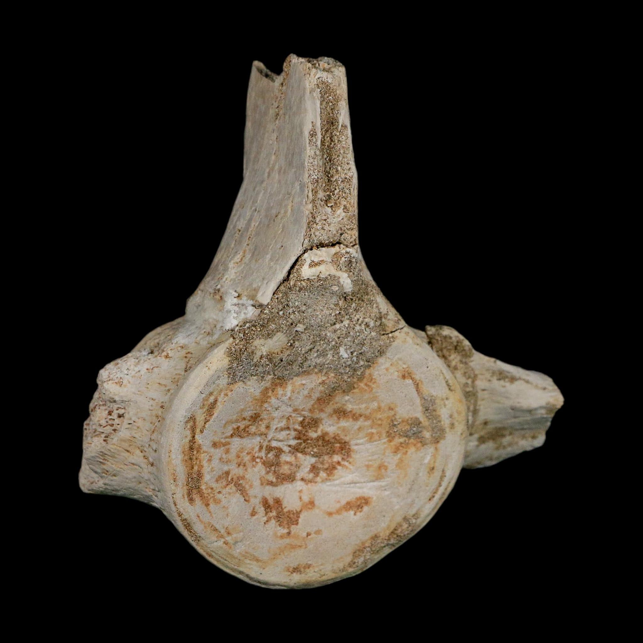 4.3" Plesiosaurus Fossil Vertebrae Cretaceous Dinosaur Era Morocco Zarafasaura COA