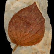3.7" Beringiaphyllum Cupaniodes Fossil Plant Leaf Fort Union Glendive MT Paleocene Age