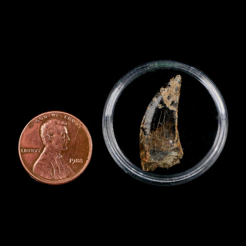0.9" Nanotyrannus Tyrannosaurus Fossil Tooth Rooted Dinosaur Hell Creek MT COA - Fossil Age Minerals
