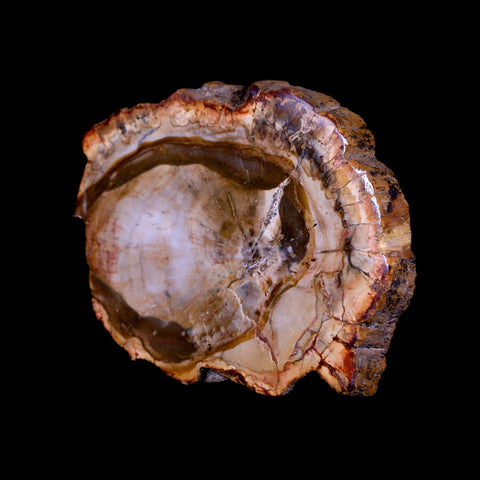 3" Fossilized Polished Petrified Wood Branch Madagascar 66-225 Million Yrs Old - Fossil Age Minerals